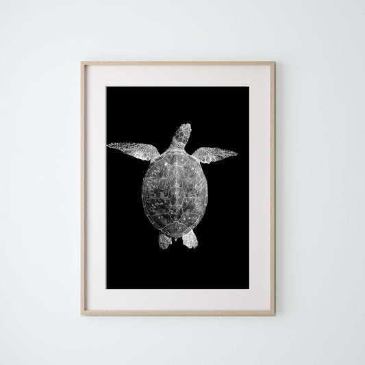 Sea Turtle