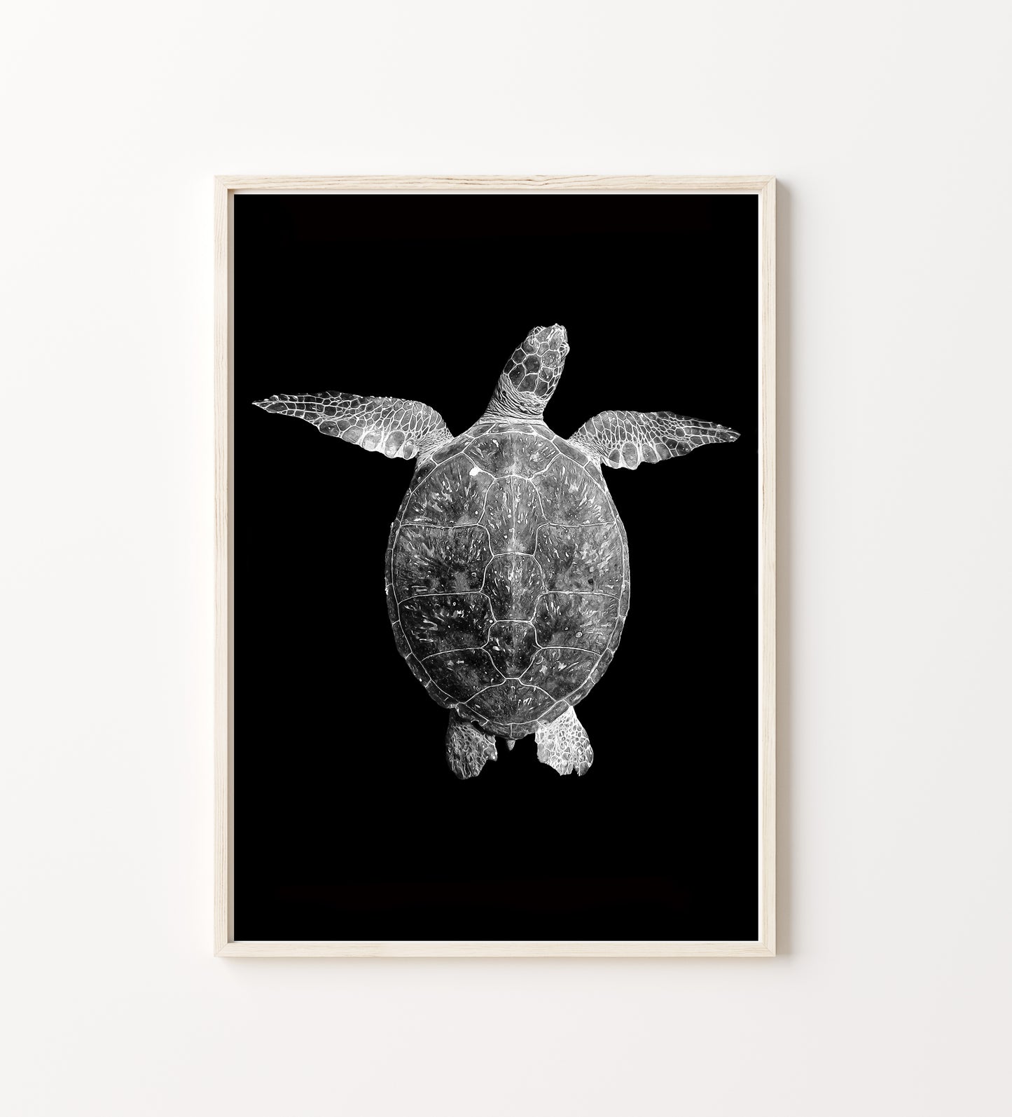 Sea Turtle